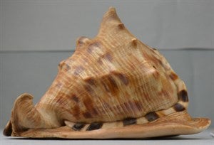 Image description is not available for DU1971.71